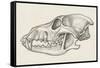 Skull of Wolf (Canis Lupus), Drawing-null-Framed Stretched Canvas