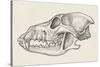 Skull of Wolf (Canis Lupus), Drawing-null-Stretched Canvas