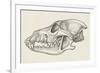 Skull of Wolf (Canis Lupus), Drawing-null-Framed Giclee Print