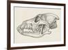 Skull of Wolf (Canis Lupus), Drawing-null-Framed Giclee Print