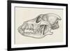 Skull of Wolf (Canis Lupus), Drawing-null-Framed Giclee Print