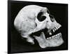 Skull Profile, 1952-Brett Weston-Framed Photographic Print