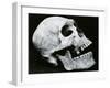 Skull Profile, 1952-Brett Weston-Framed Premium Photographic Print