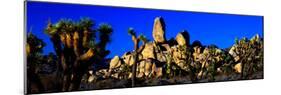 Skull Rock and Joshua trees at Joshua Tree National Park, California, USA-null-Mounted Photographic Print