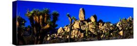 Skull Rock and Joshua trees at Joshua Tree National Park, California, USA-null-Stretched Canvas