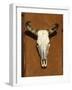 Skull, Santa Fe, NM-null-Framed Photographic Print