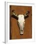 Skull, Santa Fe, NM-null-Framed Photographic Print