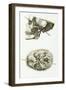 Skull with Head Wound, Illustration, 1829-Science Source-Framed Giclee Print