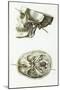 Skull with Head Wound, Illustration, 1829-Science Source-Mounted Giclee Print