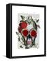 Skull with Roses and Vines-Fab Funky-Framed Stretched Canvas