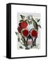 Skull with Roses and Vines-Fab Funky-Framed Stretched Canvas