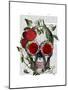 Skull with Roses and Vines-Fab Funky-Mounted Art Print