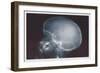 Skull-null-Framed Art Print