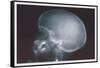 Skull-null-Framed Stretched Canvas