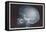 Skull-null-Framed Stretched Canvas