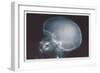 Skull-null-Framed Premium Giclee Print