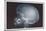 Skull-null-Mounted Premium Giclee Print