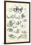 Skulls, 1863-79-Raimundo Petraroja-Framed Giclee Print