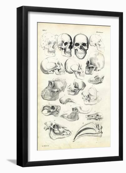 Skulls, 1863-79-Raimundo Petraroja-Framed Giclee Print