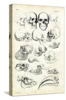 Skulls, 1863-79-Raimundo Petraroja-Stretched Canvas