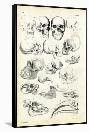 Skulls, 1863-79-Raimundo Petraroja-Framed Stretched Canvas