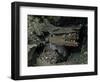 Skulls and Boat Remains, Indonesia-Michael Brown-Framed Photographic Print