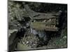 Skulls and Boat Remains, Indonesia-Michael Brown-Mounted Photographic Print