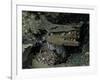 Skulls and Boat Remains, Indonesia-Michael Brown-Framed Photographic Print