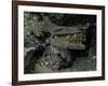 Skulls and Boat Remains, Indonesia-Michael Brown-Framed Photographic Print