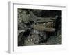 Skulls and Boat Remains, Indonesia-Michael Brown-Framed Photographic Print