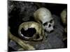 Skulls and Bone, Indonesia-Michael Brown-Mounted Premium Photographic Print