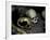 Skulls and Bone, Indonesia-Michael Brown-Framed Photographic Print