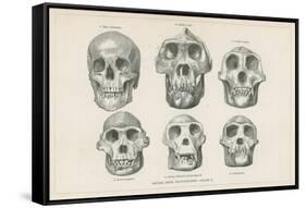 Skulls from Photographs-null-Framed Stretched Canvas