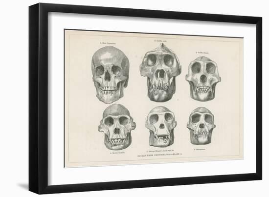 Skulls from Photographs-null-Framed Premium Giclee Print