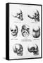 Skulls of Murderers, from L'Homme Criminel by Cesare Lombroso-null-Framed Stretched Canvas