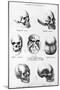 Skulls of Murderers, from L'Homme Criminel by Cesare Lombroso-null-Mounted Giclee Print