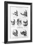 Skulls of Murderers, from L'Homme Criminel by Cesare Lombroso-null-Framed Giclee Print
