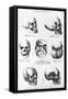 Skulls of Murderers, from L'Homme Criminel by Cesare Lombroso-null-Framed Stretched Canvas