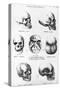 Skulls of Murderers, from L'Homme Criminel by Cesare Lombroso-null-Stretched Canvas