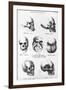 Skulls of Murderers, from L'Homme Criminel by Cesare Lombroso-null-Framed Giclee Print