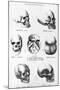 Skulls of Murderers, from L'Homme Criminel by Cesare Lombroso-null-Mounted Giclee Print