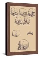 Skulls-Andreas Vesalius-Stretched Canvas