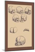 Skulls-Andreas Vesalius-Mounted Art Print