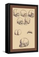 Skulls-Andreas Vesalius-Framed Stretched Canvas