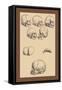 Skulls-Andreas Vesalius-Framed Stretched Canvas