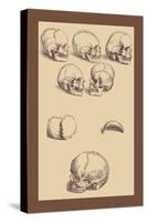 Skulls-Andreas Vesalius-Stretched Canvas