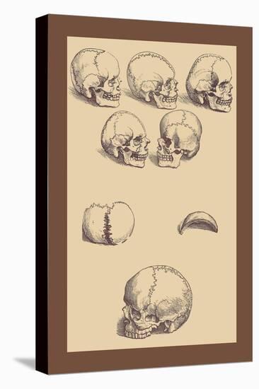 Skulls-Andreas Vesalius-Stretched Canvas