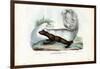 Skunk, 1863-79-Raimundo Petraroja-Framed Giclee Print