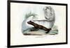 Skunk, 1863-79-Raimundo Petraroja-Framed Giclee Print