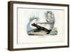 Skunk, 1863-79-Raimundo Petraroja-Framed Giclee Print